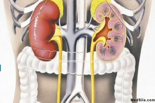 Органы выделения